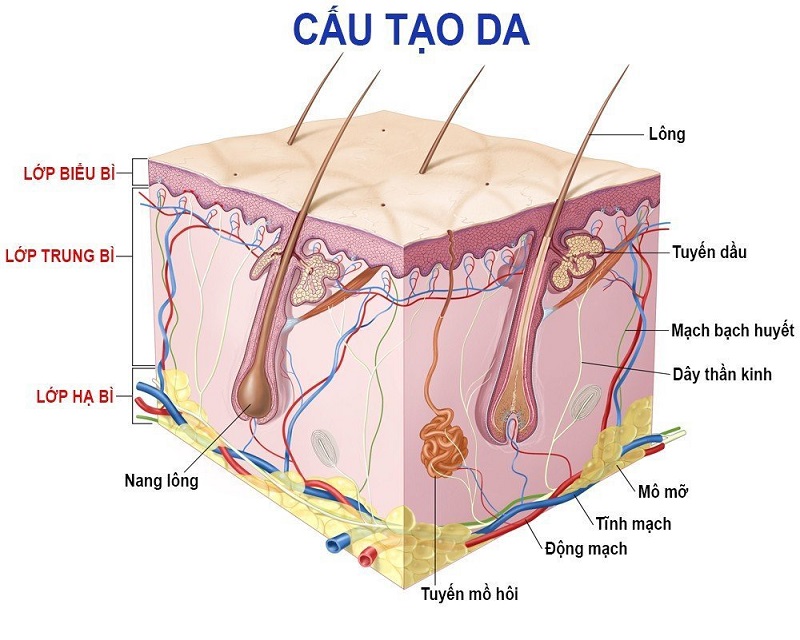 Cấu tạo da là kiến thức cơ bản về da đầu tiên cần biết
